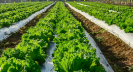 Nieuwe beurs voor vollegrondtuinbouw vervangt Tuinbouw Relatiedagen Venray