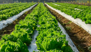 Nieuwe beurs voor vollegrondtuinbouw vervangt Tuinbouw Relatiedagen Venray