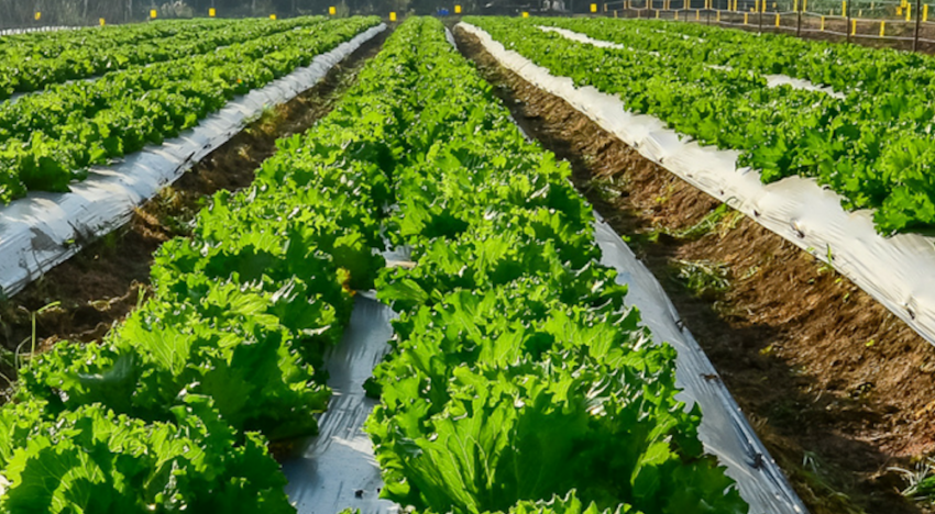 Nieuwe beurs voor vollegrondtuinbouw vervangt Tuinbouw Relatiedagen Venray