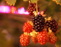 Zeer goed smakende bramen in de winter met belichting