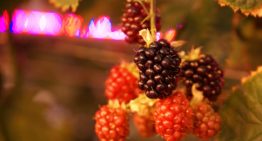Zeer goed smakende bramen in de winter met belichting