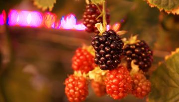 Zeer goed smakende bramen in de winter met belichting