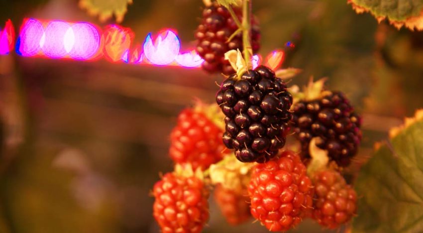 Zeer goed smakende bramen in de winter met belichting Zeer goed smakende bramen in de winter met belichting