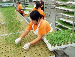 Aandacht voor juiste keuze van onderstam en plantdichtheid