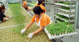 Aandacht voor juiste keuze van onderstam en plantdichtheid
