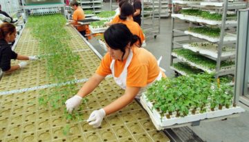 Aandacht voor juiste keuze van onderstam en plantdichtheid