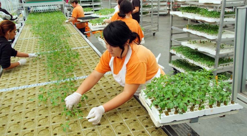 Aandacht voor juiste keuze van onderstam en plantdichtheid