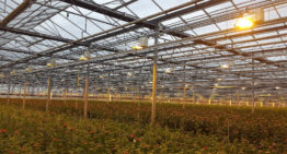 Toepassing gelijkstroom in de tuinbouw blijkt zeer kansrijk