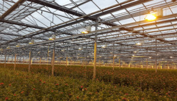 Toepassing gelijkstroom in de tuinbouw blijkt zeer kansrijk