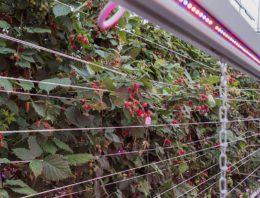 Onderzoek naar vervroeging teelt braam en framboos met 100% LED’s