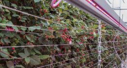 Onderzoek naar vervroeging teelt braam en framboos met 100% LED’s