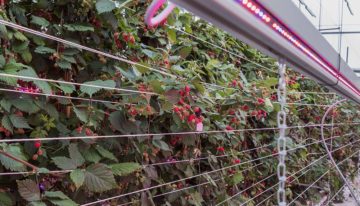 Onderzoek naar vervroeging teelt braam en framboos met 100% LED’s