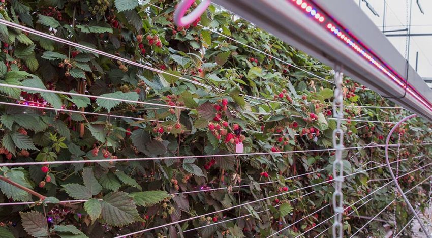 Onderzoek naar vervroeging teelt braam en framboos met 100% LED’s