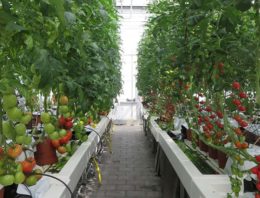Onderstam speelt minimale rol bij voedingsopname tomatengewas