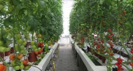 Onderstam speelt minimale rol bij voedingsopname tomatengewas