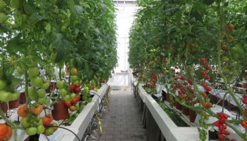 Onderstam speelt minimale rol bij voedingsopname tomatengewas