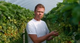 Teler en veiling zien voldoende marktruimte voor belichte aardbeien
