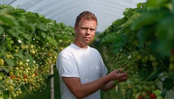 Teler en veiling zien voldoende marktruimte voor belichte aardbeien