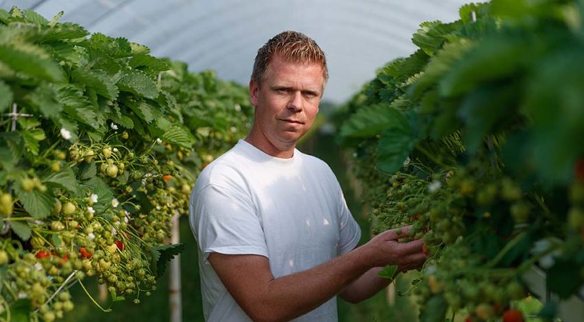 Teler en veiling zien voldoende marktruimte voor belichte aardbeien
