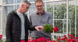 Ammonium geen ‘gif’, maar bruikbaar om pH in wortelmilieu te sturen