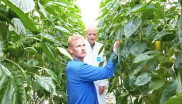 Extra mogelijkheden voor kwalitatief beter gewas door ion-specifiek sturen