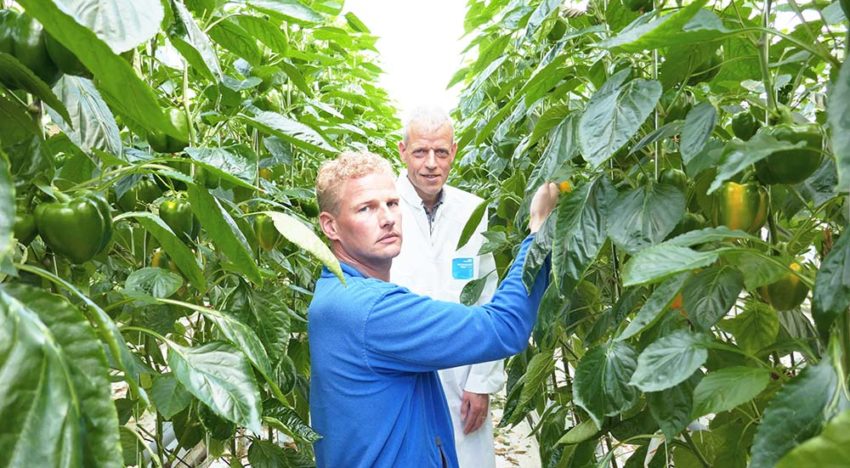 Extra mogelijkheden voor kwalitatief beter gewas door ion-specifiek sturen