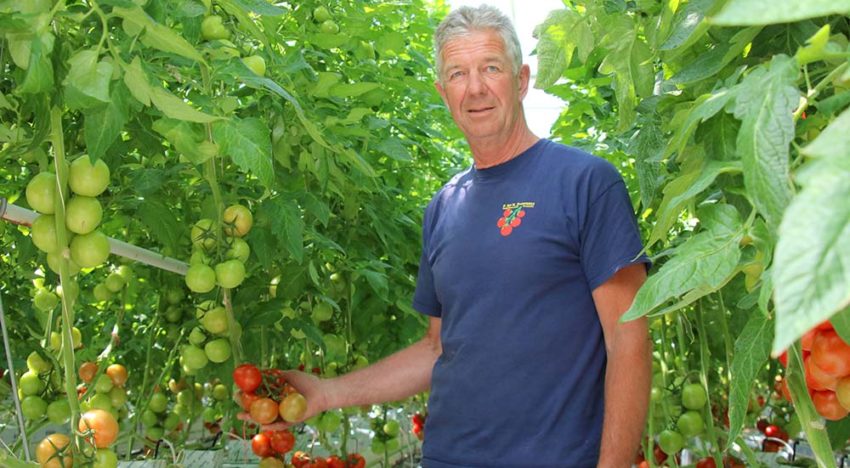 Tomatenteler verfijnt meststofgift steeds verder en houdt systeem schoon Tomatenteler verfijnt meststofgift steeds verder en houdt systeem schoon