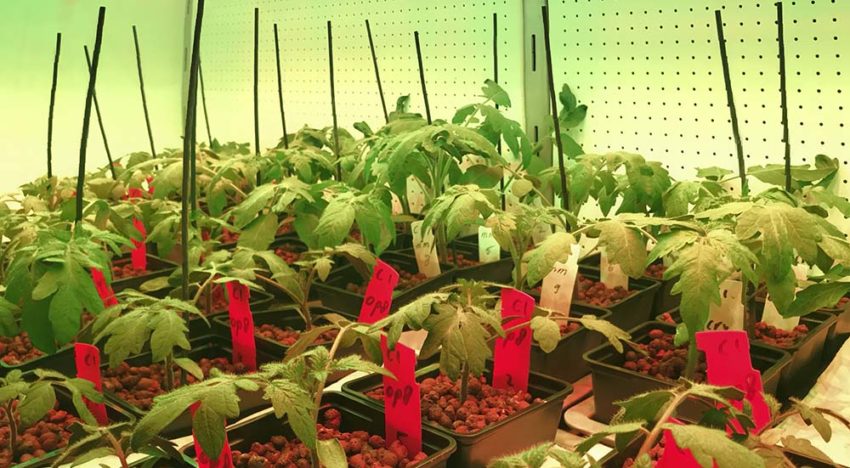 Groen licht zorgt voor betere opbrengst en hogere weerbaarheid