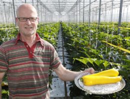 ‘Geel is zoeter dan groen en geliefd in salades’