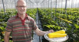 ‘Geel is zoeter dan groen en geliefd in salades’