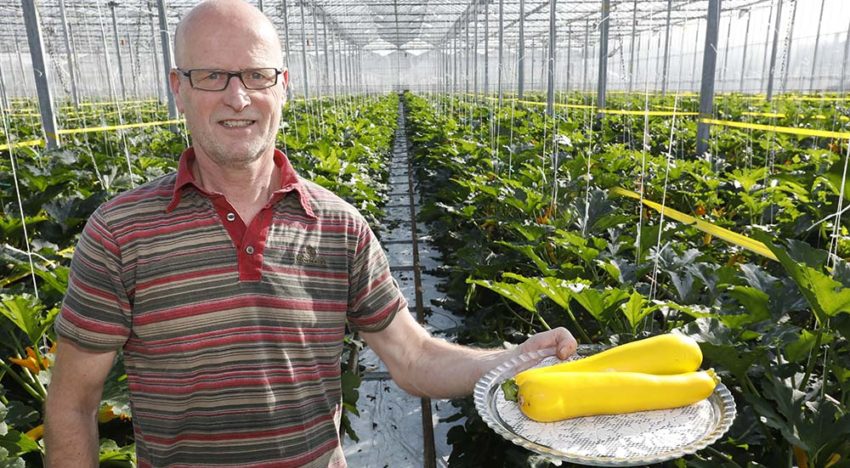 ‘Geel is zoeter dan groen en geliefd in salades’