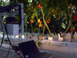 Non-destructieve kwaliteitsbeoordeling tomaat aan de plant