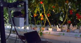 Non-destructieve kwaliteitsbeoordeling tomaat aan de plant