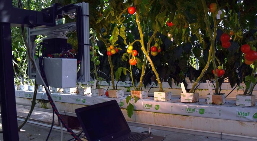 Non-destructieve kwaliteitsbeoordeling tomaat aan de plant