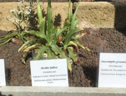 Onderzoek naar ‘eetbare’ orchidee