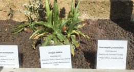 Onderzoek naar ‘eetbare’ orchidee