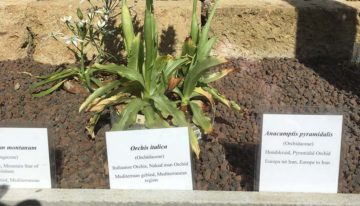 Onderzoek naar ‘eetbare’ orchidee