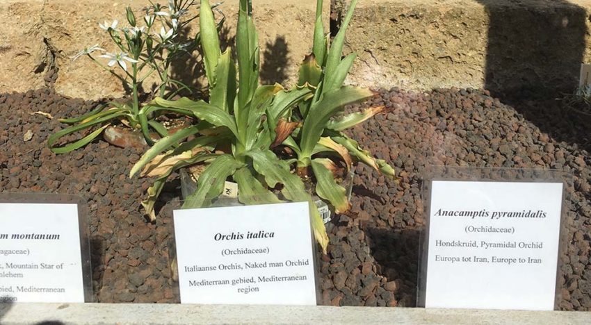 Onderzoek naar ‘eetbare’ orchidee