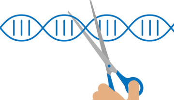Minister Carola Schouten wil experimenteerruimte voor Crispr-Cas