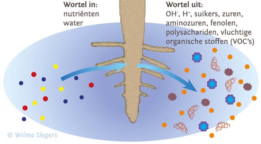 Plant ‘praat’ met bodembacteriën via vluchtige stoffen