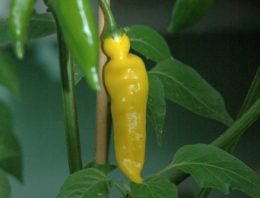 Succesvolle verbreding genetische basis bij paprika