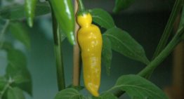 Succesvolle verbreding genetische basis bij paprika