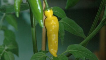 Succesvolle verbreding genetische basis bij paprika