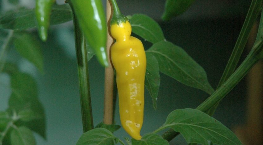 Succesvolle verbreding genetische basis bij paprika