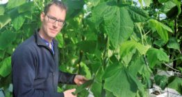 Roofmijten bleven spint de baas, ondanks aanhoudend zomerweer