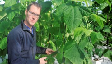 Roofmijten bleven spint de baas, ondanks aanhoudend zomerweer