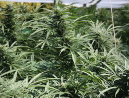 België wil medicinale cannabis legaliseren; grote kwekerij naast onze grens