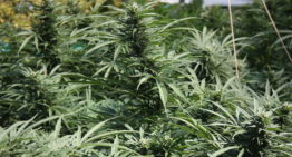 België wil medicinale cannabis legaliseren; grote kwekerij naast onze grens