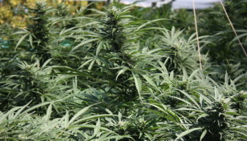België wil medicinale cannabis legaliseren; grote kwekerij naast onze grens