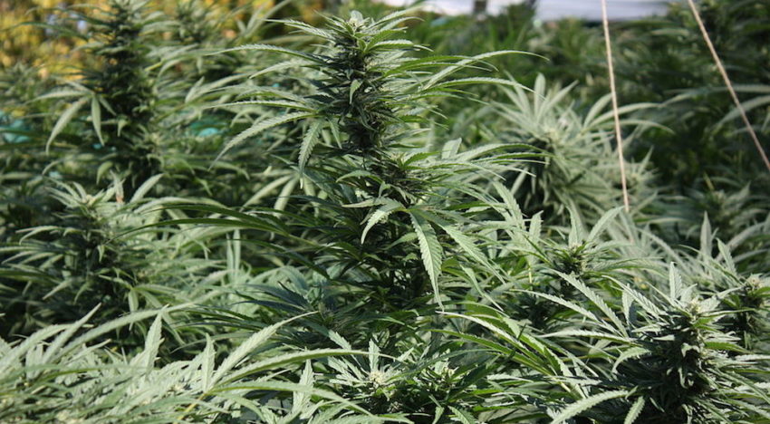 België wil medicinale cannabis legaliseren; grote kwekerij naast onze grens België wil medicinale cannabis legaliseren; grote kwekerij naast onze grens